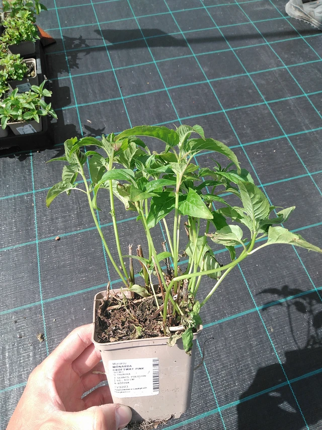 Monarda Croftway Pink - 24. 6. 2025