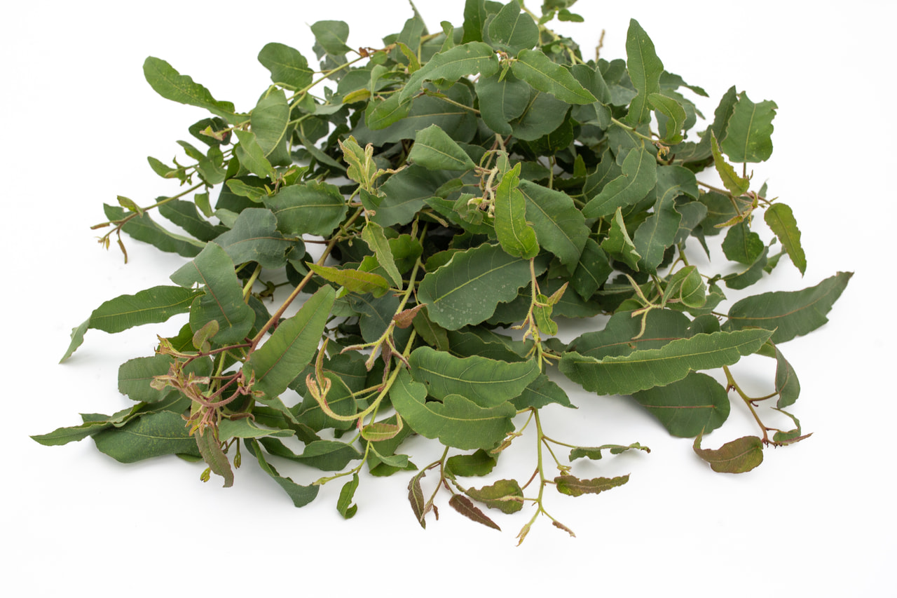 Eukalyptus citrónový, Loukykvět