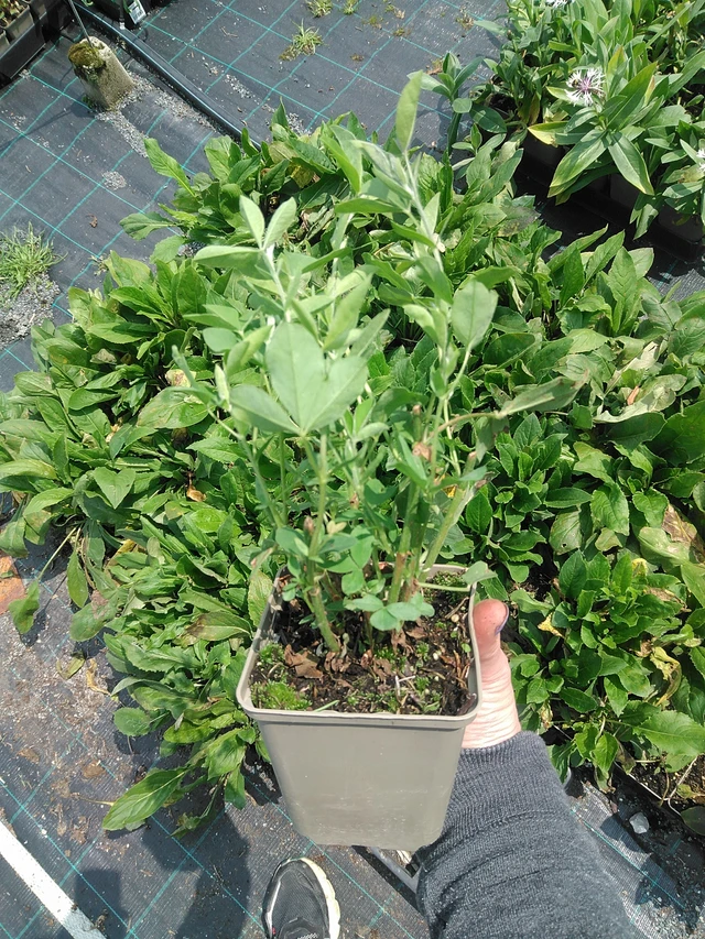 Altramuz - 9. 6. 2025