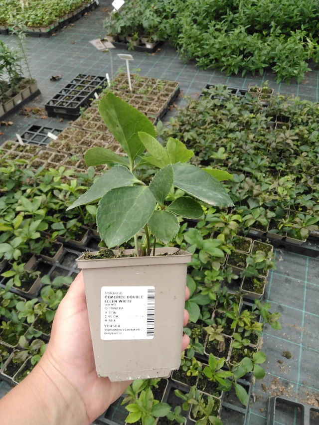 Čemeřice Double Ellen White - 2024
