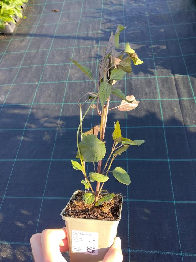 Punapähkämö Chocolate - 17. 9. 2025