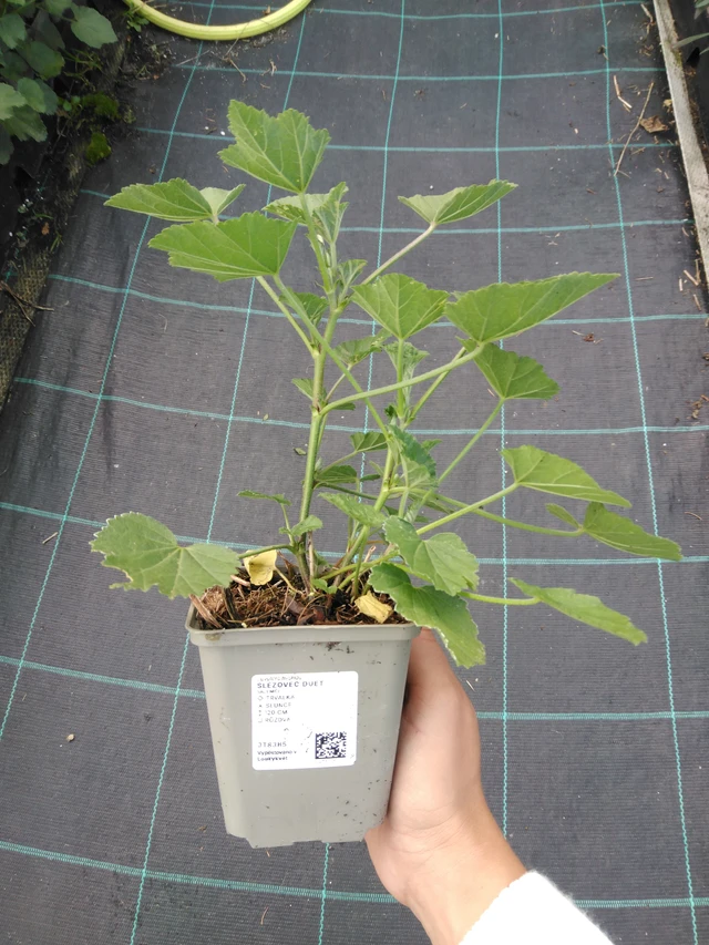 Malvavisco Duet - 11. 9. 2025