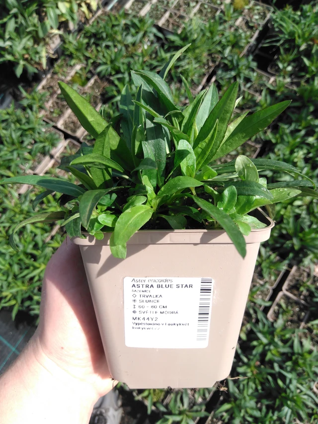 Asteri Blue Star - 2024