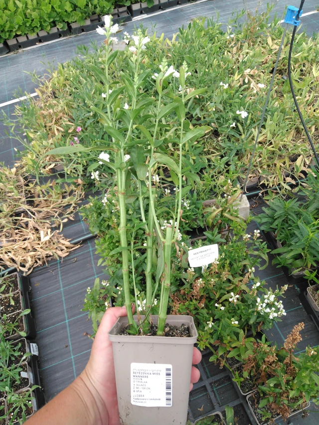 Fisostegia Miss Manners - 2024