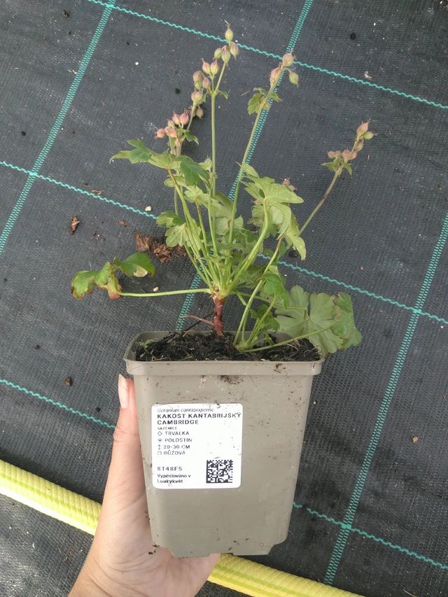 Kurjenpolvi Cambridge - 11. 7. 2025