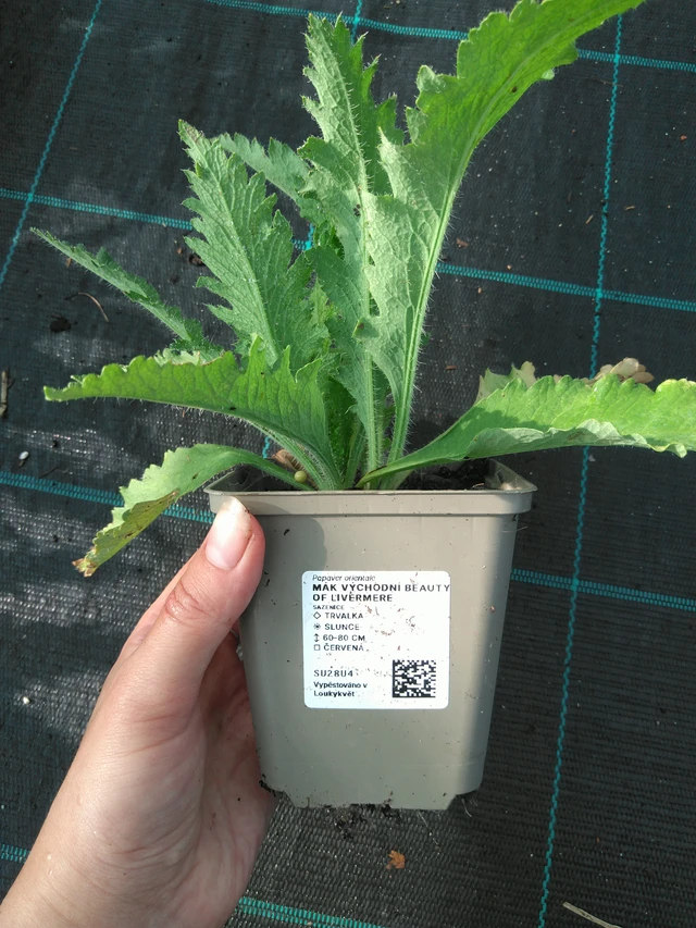 Idänunikko Beauty of Livermere - 11. 7. 2025