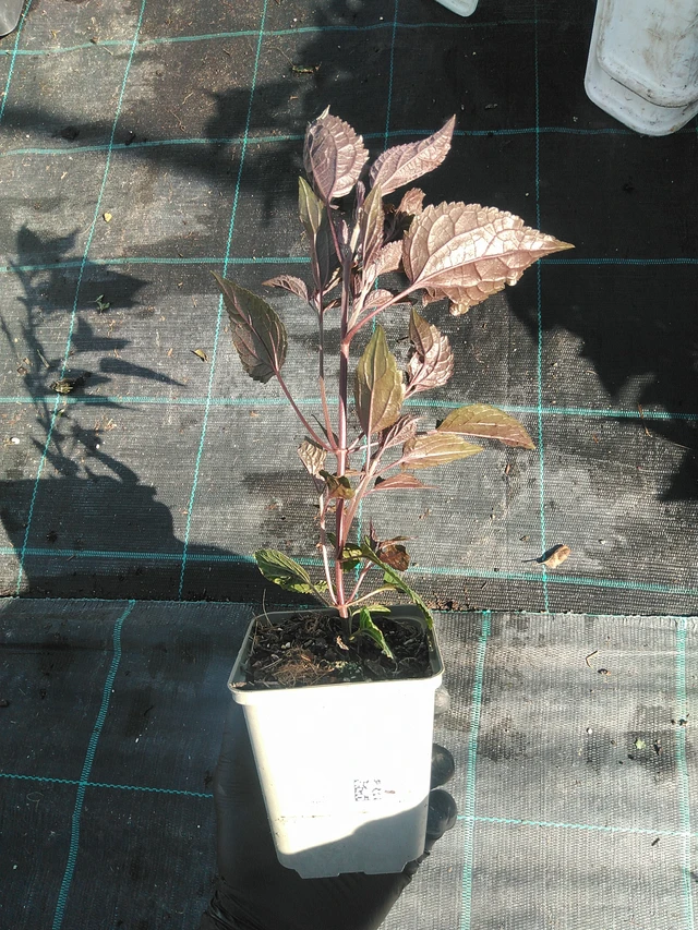 Punapähkämö Chocolate - 1. 9. 2025