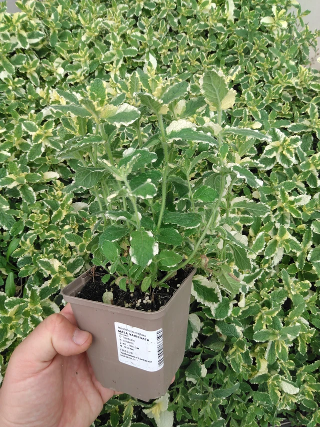 Menta Variegata - 2024