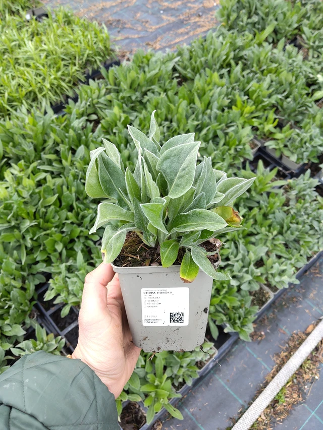 Albăstrea de munte - 21. 4. 2026