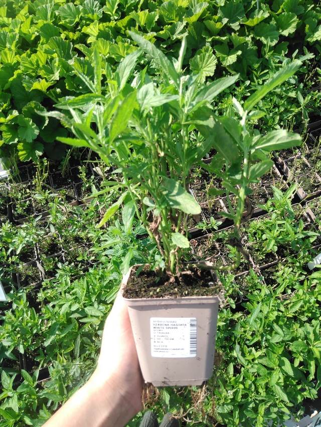 Arrow-leaved Verbena White Spires - 2024