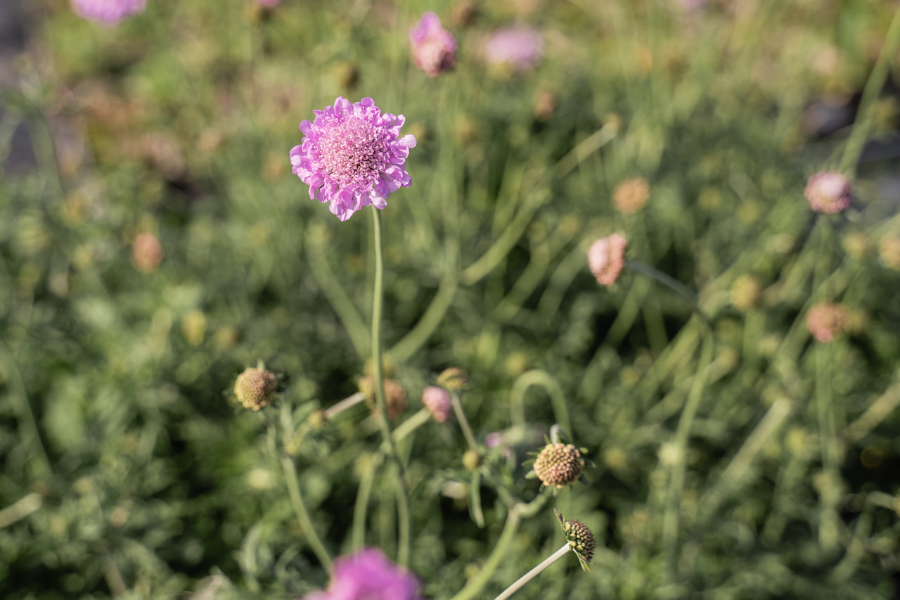 Ördögszem Pink Mist, Loukykvět