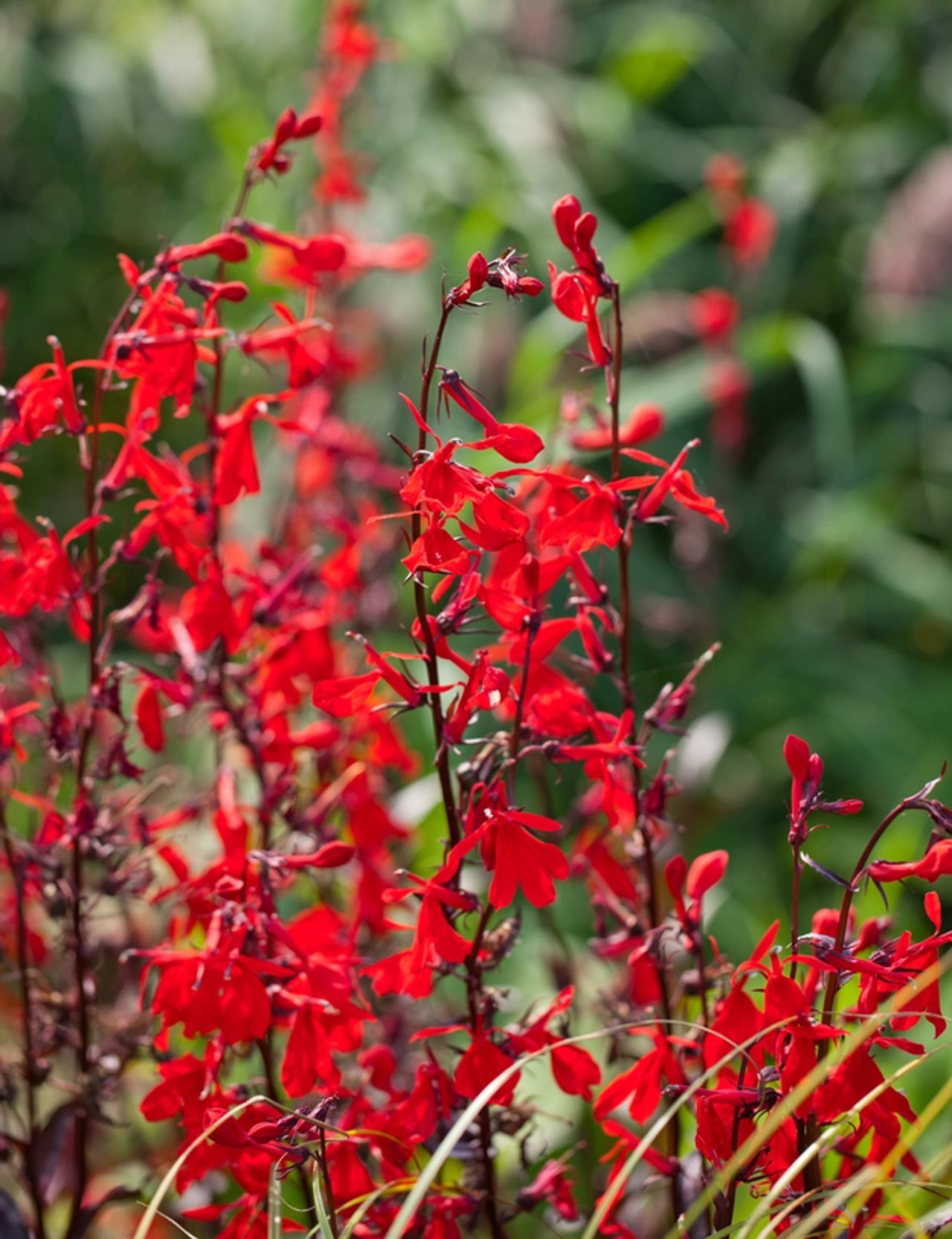 Lobelia Queen Victoria, Loukykvět