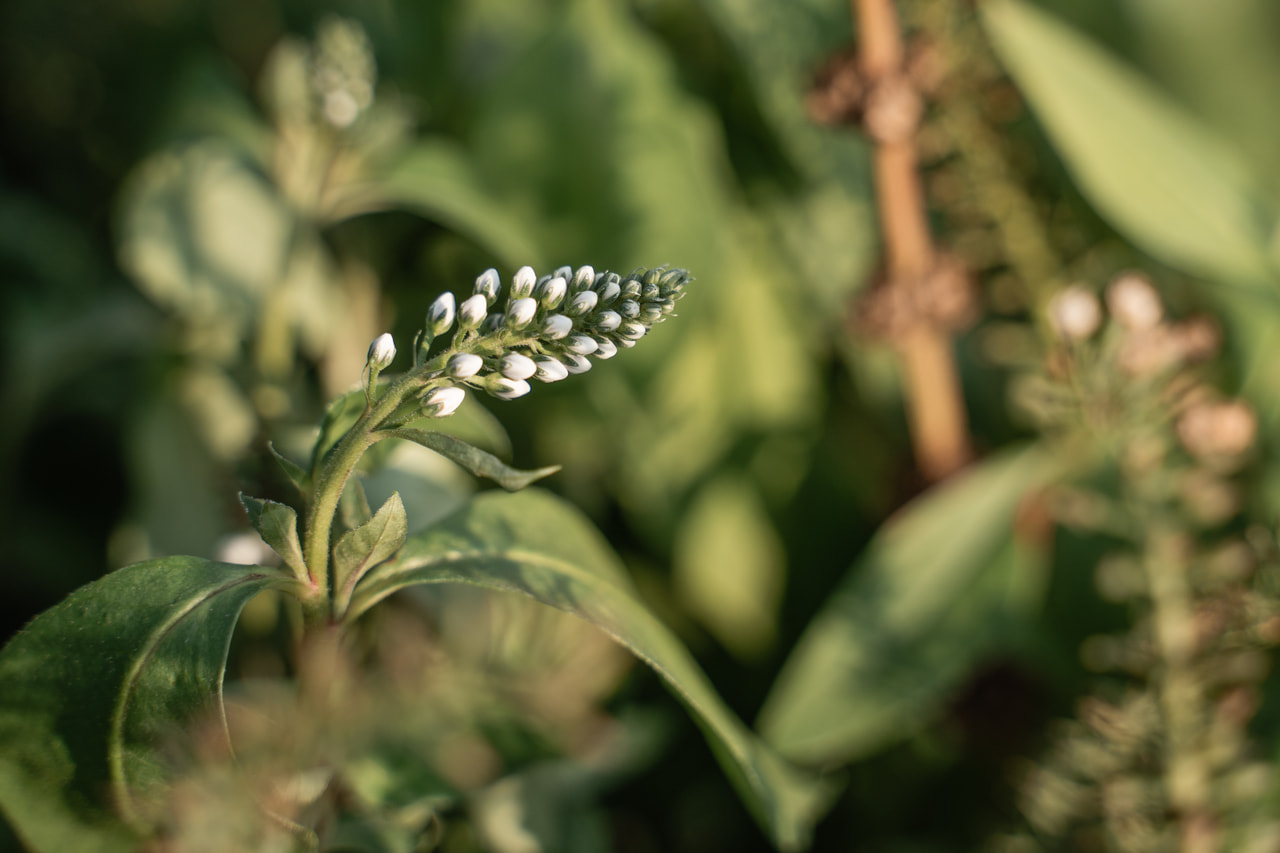 Entenschnabel-Felberich, Loukykvět