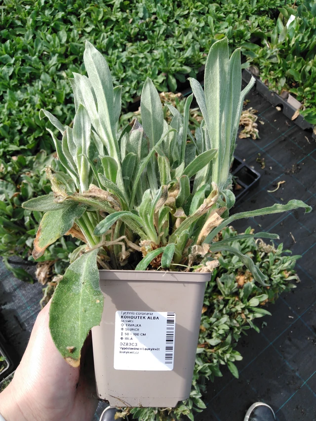 Hahnenfuß Alba - 2024