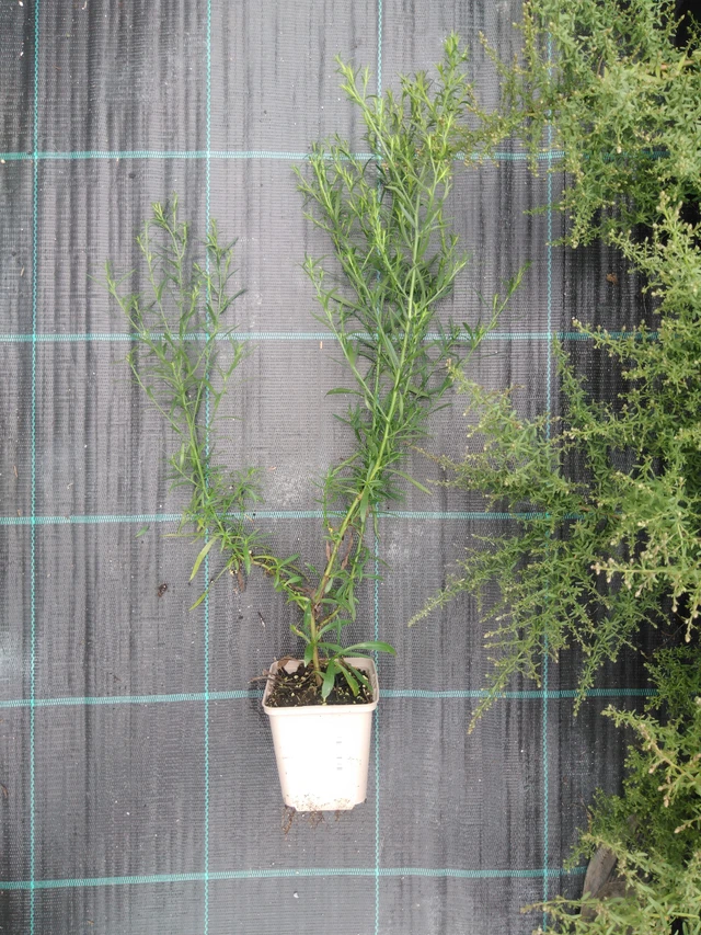 Aster Pink Star - 2024