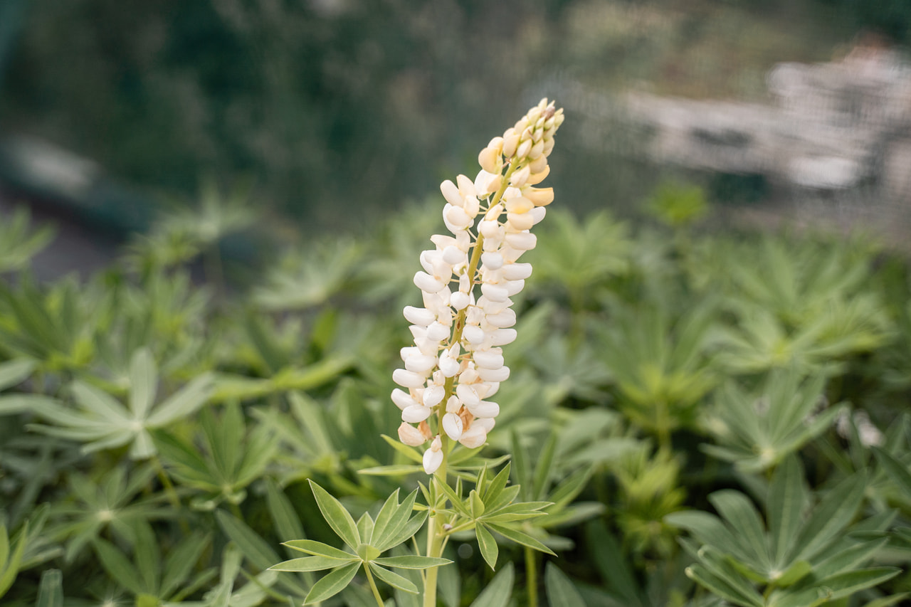 Csillagfürt Band of Nobles Fräulein, Loukykvět