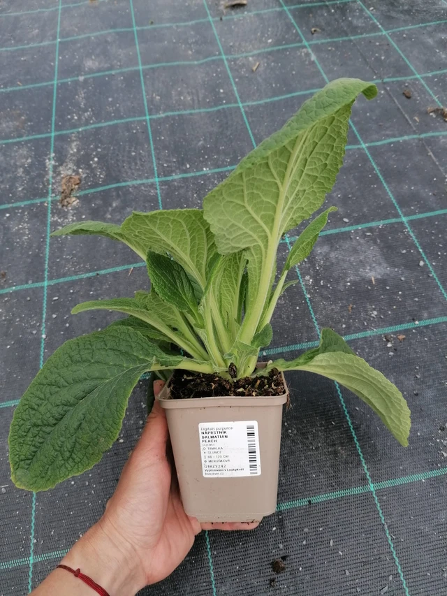 Sormustinkukka Dalmatian Peach - 2024