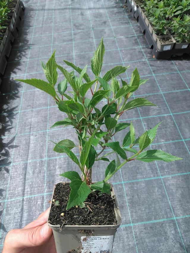 Syyshortensia Kyushu - 26. 6. 2025