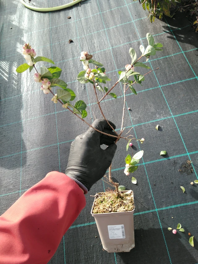 Snowberry Magical Red Riding Hood - 31. 10. 2025