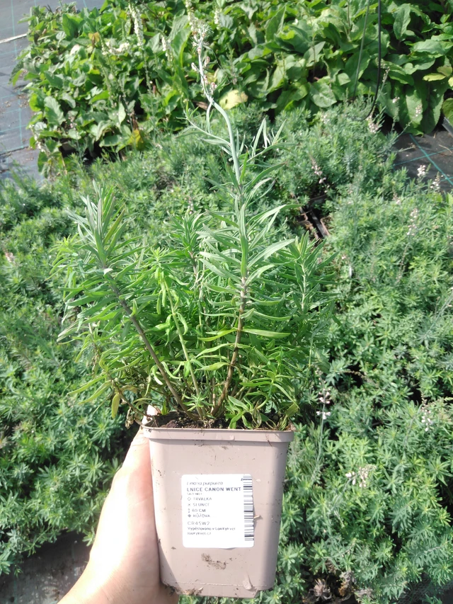 Linaria Canon Went - 2024