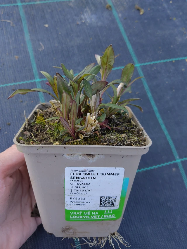 Lángvirág Sweet Summer Sensation - 27. 3. 2026