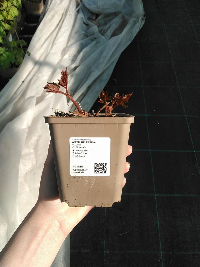 Tollbuga Erika - 7. 4. 2026