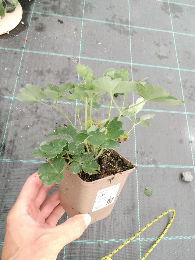 Columbine Blue Barlow - 21. 7. 2025