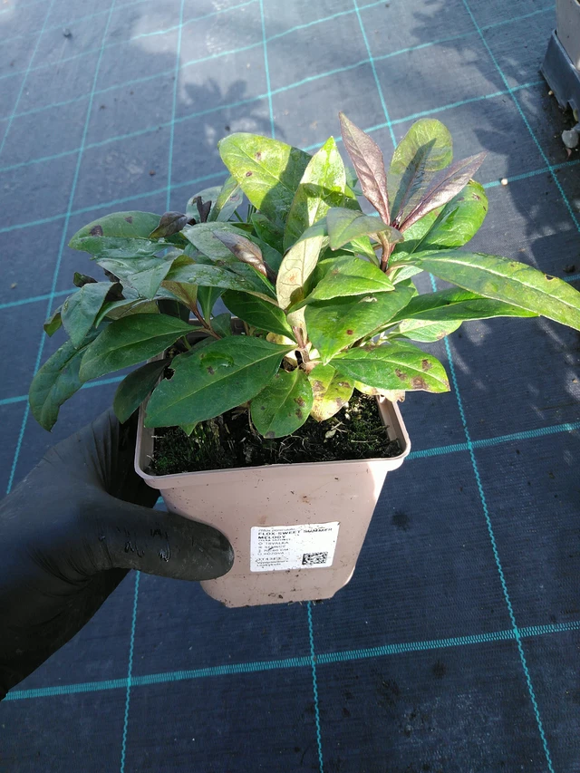 Flox Sweet Summer Melody - 31. 10. 2025