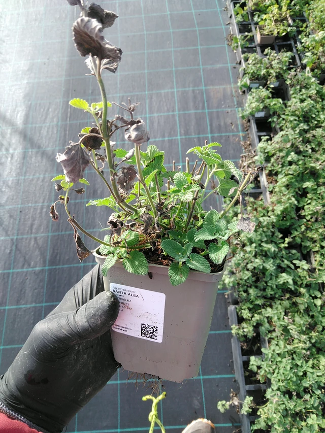 Šanta Alba - 31. 10. 2025