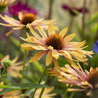 Echinacea Big Kahuna, Loukykvět