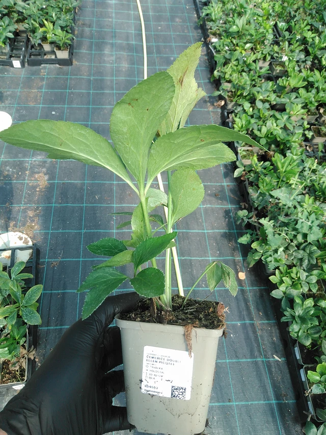 Čemeřice Double Ellen Picotee - 19. 8. 2025