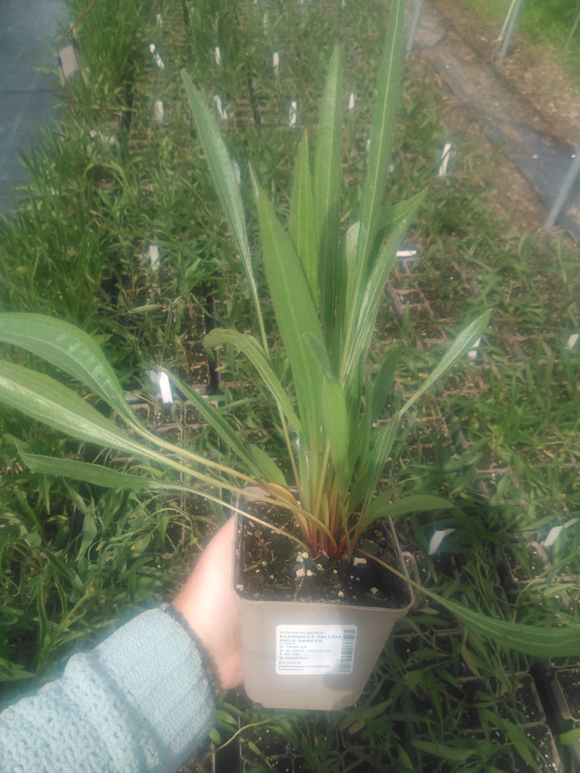 Echinacea pallida Hula Dancer - 2024