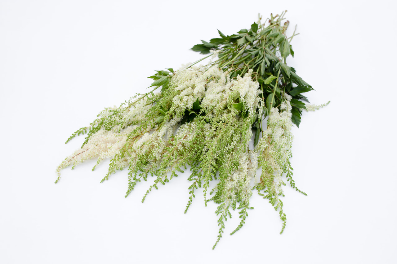 Astilbe Diamant, Loukykvět