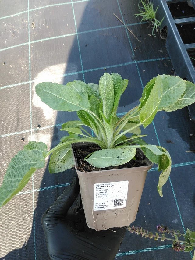 Niitty-salvia - 19. 8. 2025