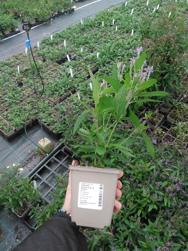 Arrow-leaved Verbena Blue Spires - 2024