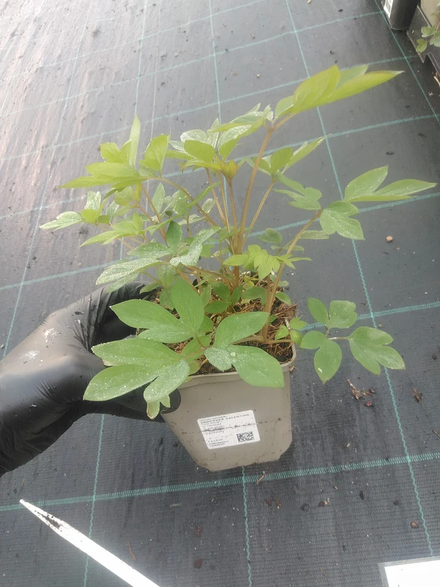 Srdcovka Valentine - 1. 9. 2025