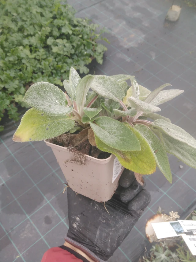 Pähkämö Cottons Boll - 23. 10. 2025