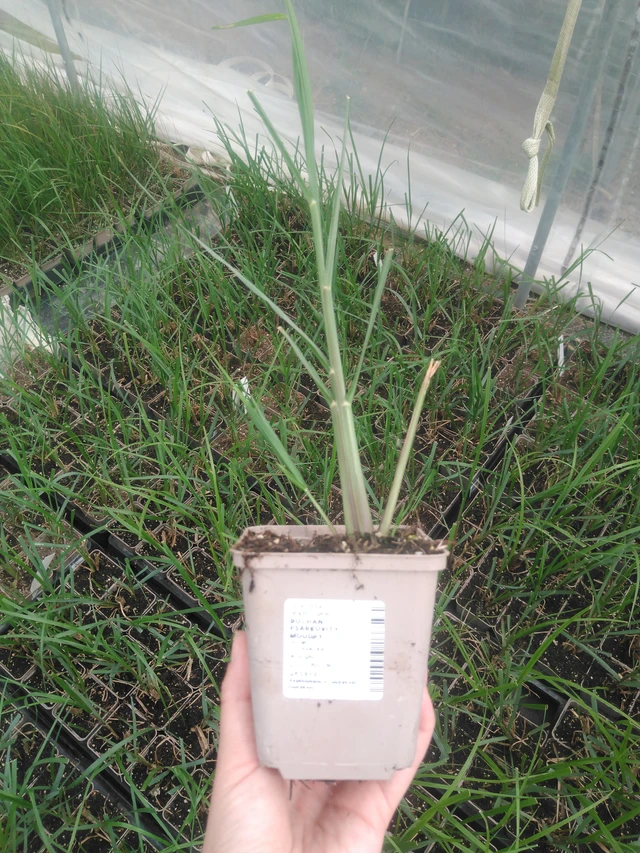 Pasto de fuente Moudry - 2024