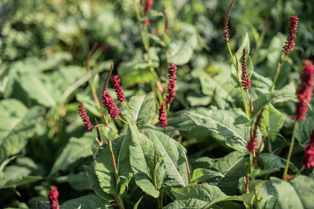Rdesno Dark Red, Loukykvět