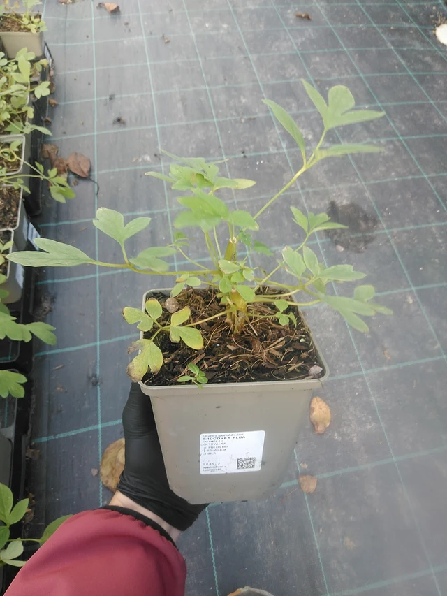 Srdcovka Alba - 13. 10. 2025