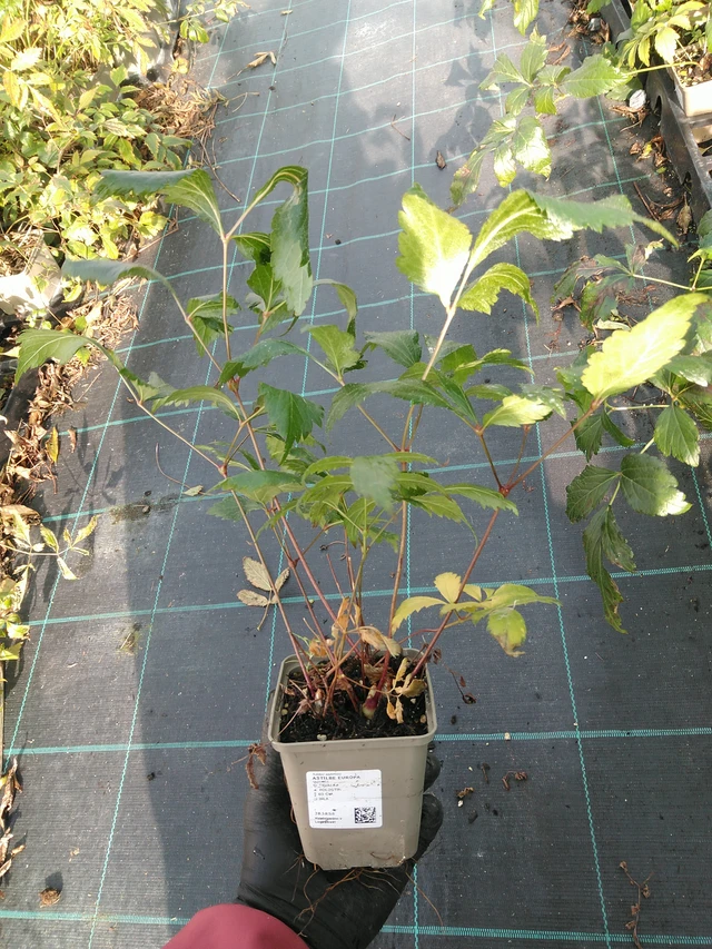 Astilbe Europa - 31. 10. 2025