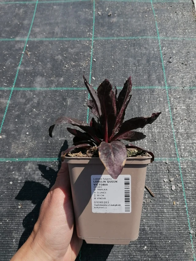 Lobelia Queen Victoria - 2024