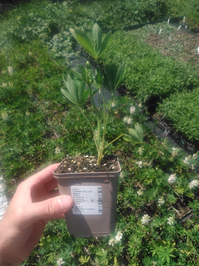 Altramuz Gallery White - 2024