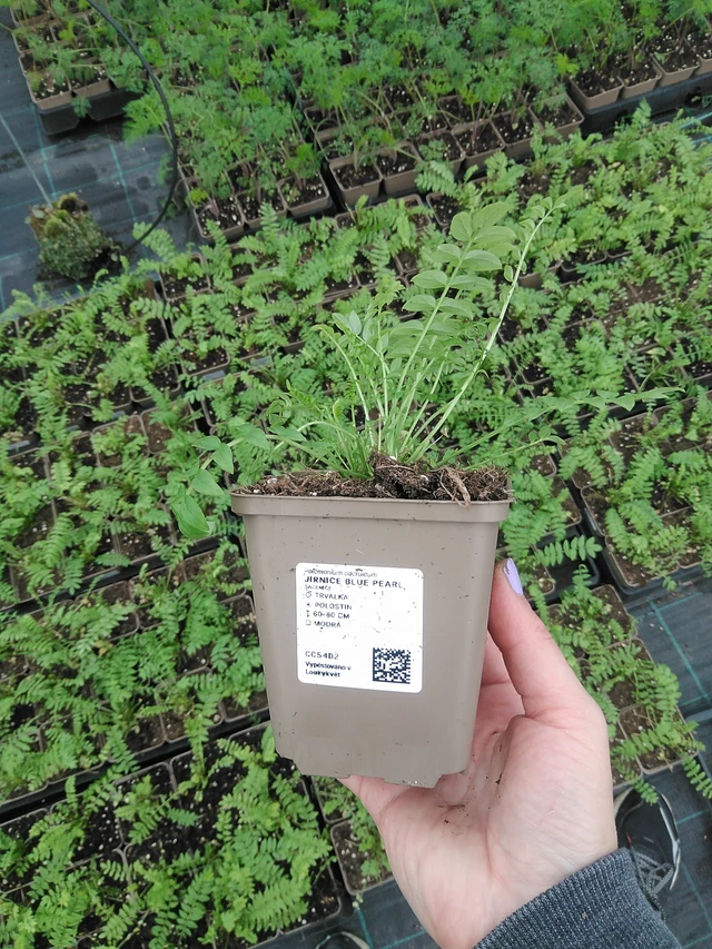 Jirnice Blue Pearl - 9. 6. 2025