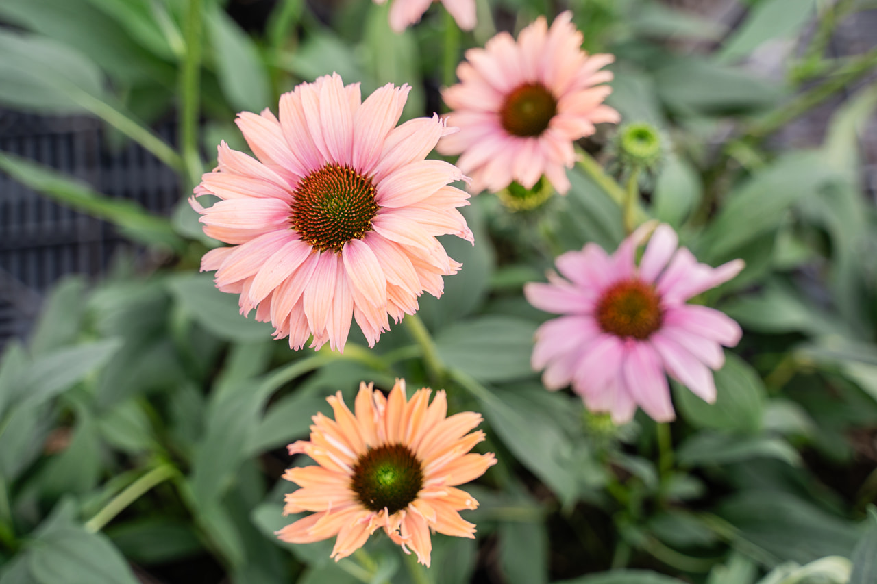 Ameriški slamnik SunSeekers Rainbow, Loukykvět