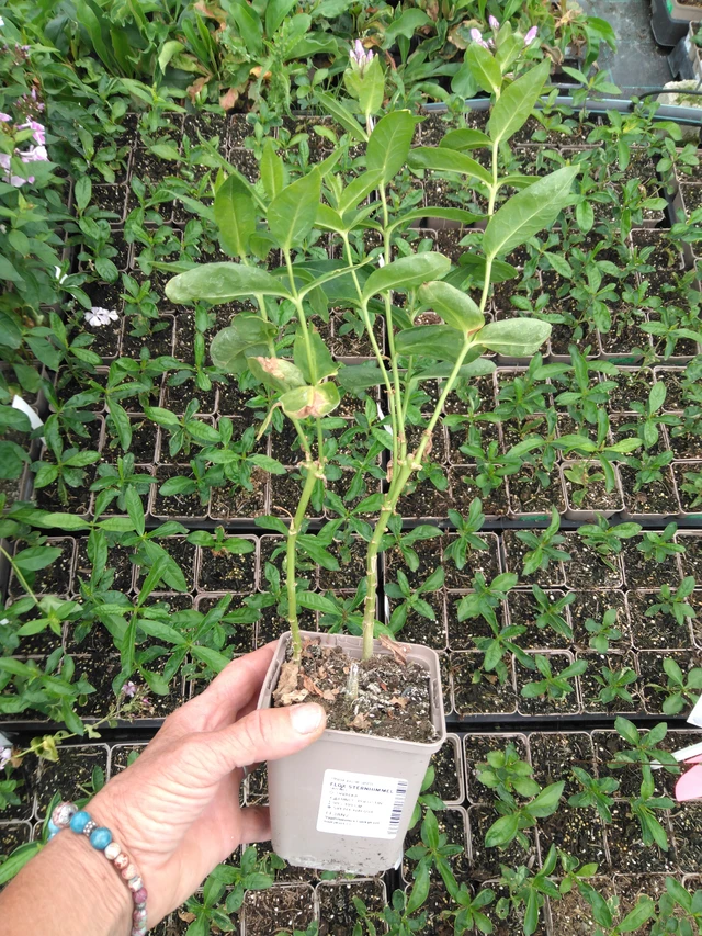 Flox Sternhimmel - 2024