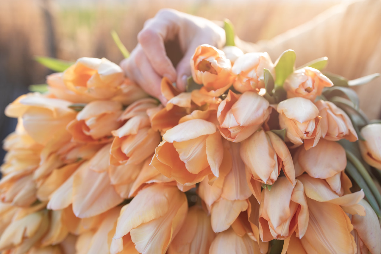 Tulipán Apricot Beauty, Loukykvět
