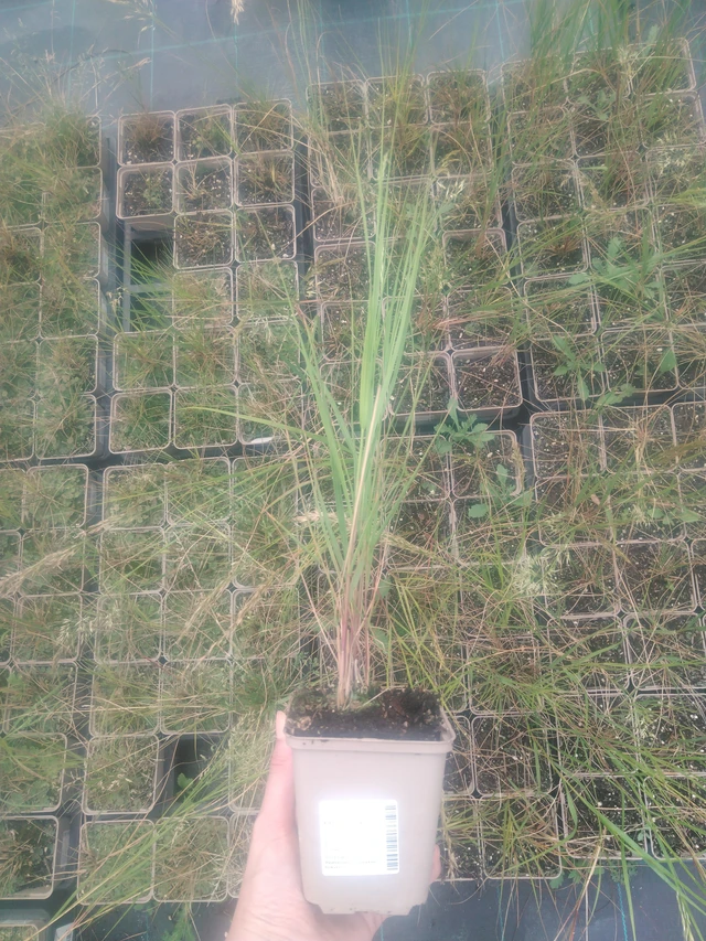 Kavyl třtinovitý - 2024