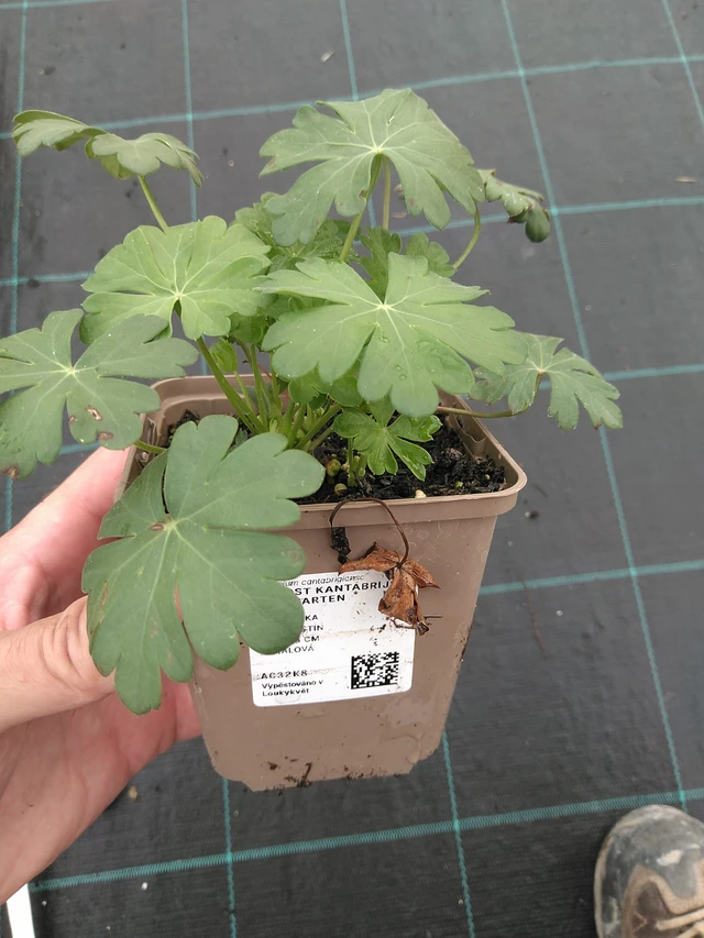 Kurjenpolvi Berggarten - 21. 7. 2025