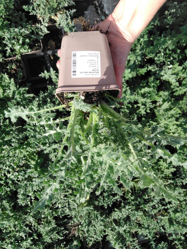 Sinipallo-ohdake Arctic Glow - 2024